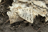 common oak moth