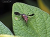 common picture-winged fly