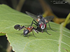 common picture-winged fly