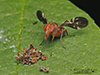 common picture-winged fly
