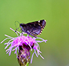 common roadside-skipper