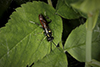common sawfly (Macrophya pulchella)
