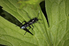 common sawfly (Macrophya trisyllaba)