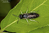 common sawfly (Family Tenthredinidae)