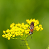 common sawfly (Dolerus sp.)