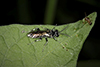 common_sawfly_(Family Tenthredinidae)