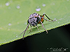 common sawfly (family Tenthredinidae)