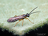 common sawfly (family Tenthredinidae)