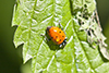 convergent lady beetle