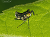 coppery leafhopper