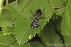 crabronid wasp (Astata unicolor)