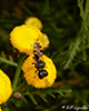 crabronid wasps (Subfamily Crabroninae)