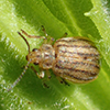 crowded flea beetle
