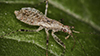 damsel bug (Hoplistoscelis pallescens)