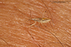 damsel bug (family Nabidae)