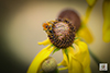 dark-veined longhorn bee