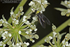 dark-winged fungus gnat (family Sciaridae)
