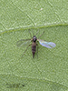 dark-winged fungus gnat (family Sciaridae)