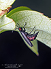 dark firefly