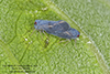 derbid planthopper (Cedusa sp.)