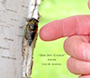 dog day cicada