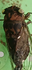 dog day cicada