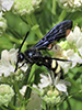 double-banded scoliid wasp
