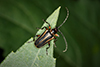 double-lined longhorn beetle