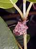 dusky stink bug