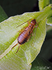 European earwig
