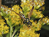 European paper wasp