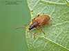 European snout beetle