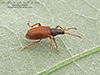 European snout beetle