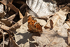 eastern comma