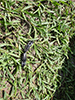 eastern eyed click beetle