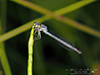 eastern forktail