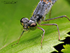 eastern forktail