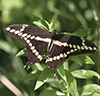 eastern giant swallowtail