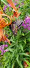 eastern tiger swallowtail