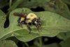 eastern yellow-backed laphria