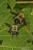 eastern yellow-backed laphria