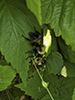 eastern yellow-backed laphria