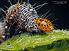 eight-spotted forester moth