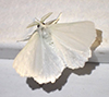 elm spanworm moth
