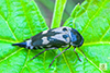 eye-spotted tumbling flower beetle
