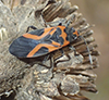 false milkweed bug