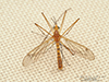 ferruginous tiger crane fly