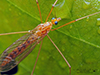 ferruginous tiger crane fly