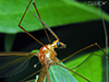 ferruginous tiger crane fly