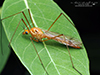 ferruginous tiger crane fly